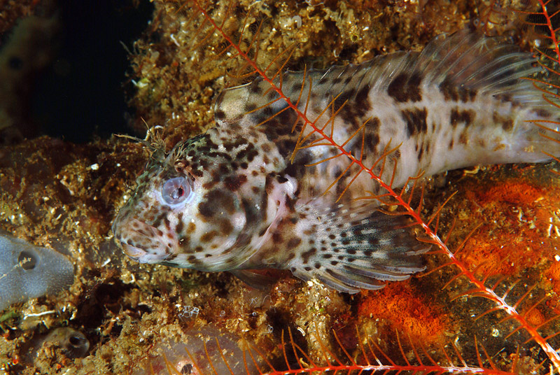 Blennidi